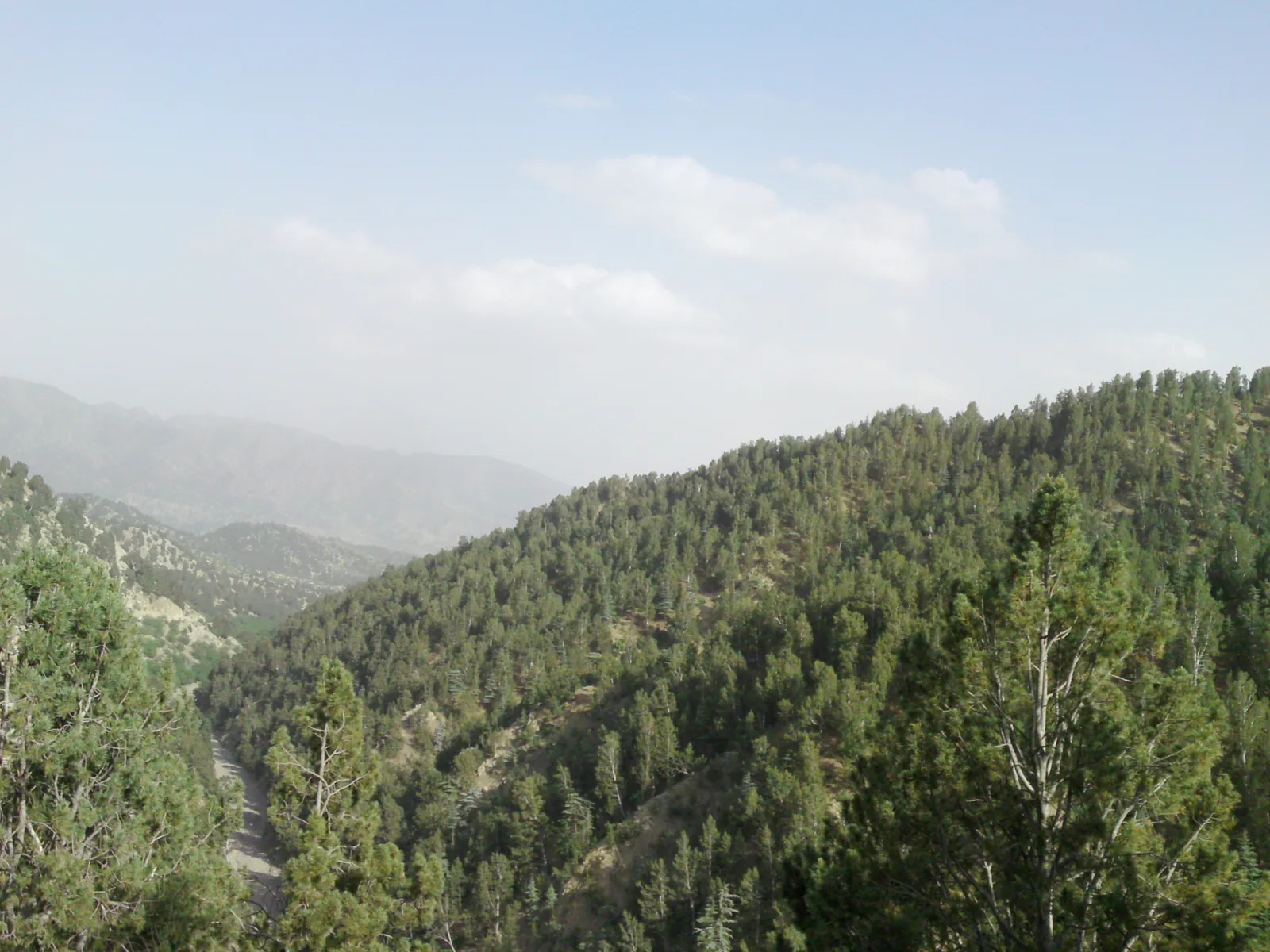 The Pine Nut Harvest of Paktia