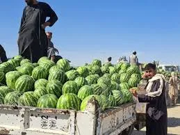 The Date Palms of Farah
