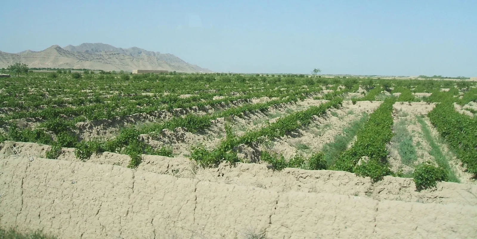 Afghan Grapes